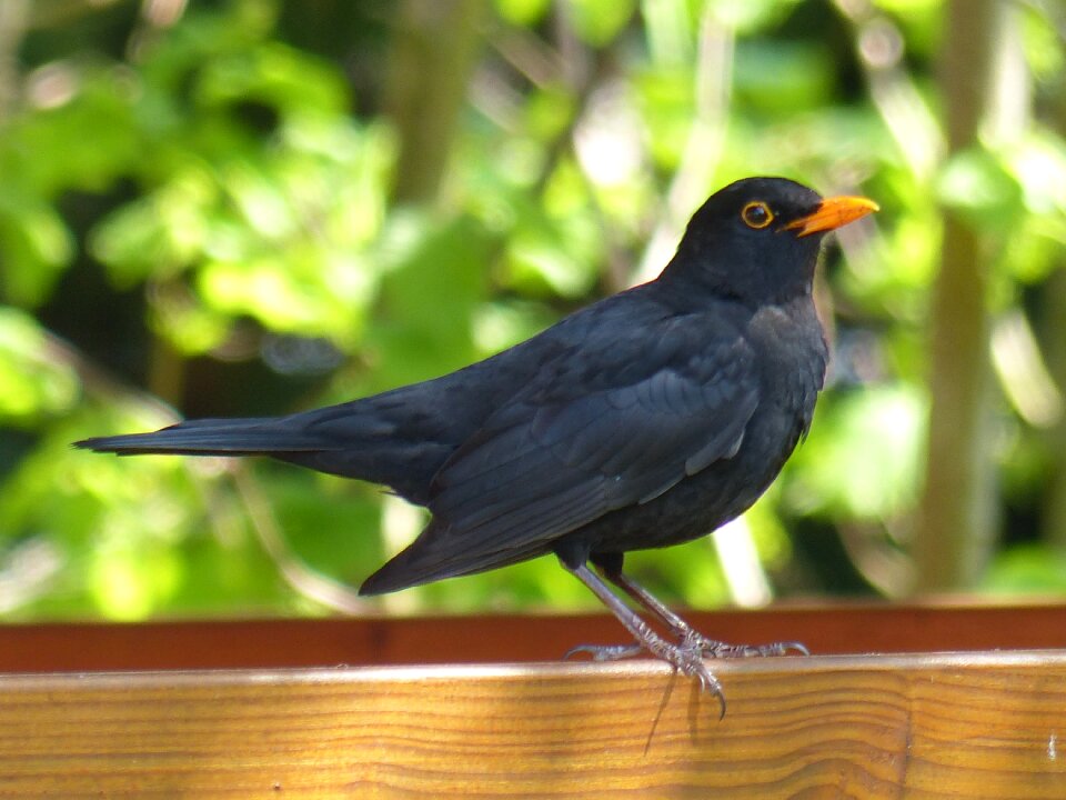Animal nature birds
