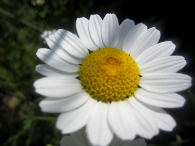Blumen