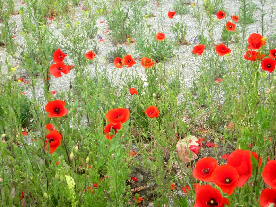 Blumen