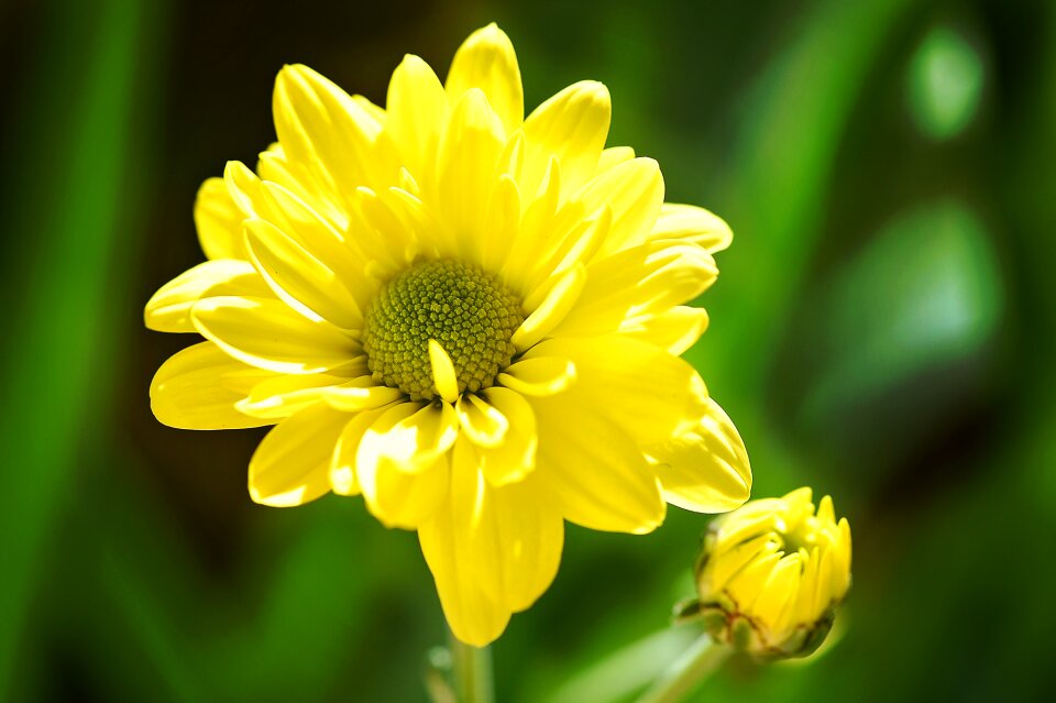 Plant blossom bloom