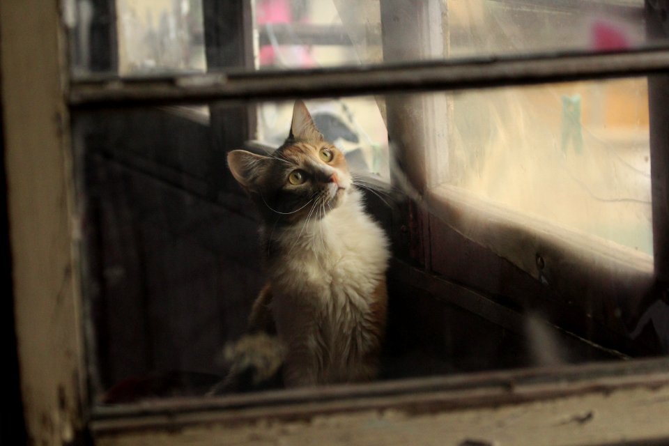 la gata de la yazu