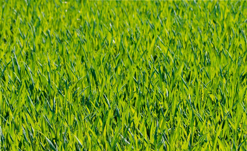 Green nature grasses