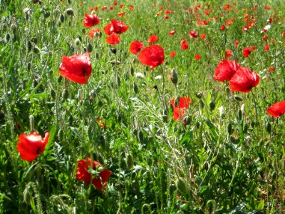 Blumen