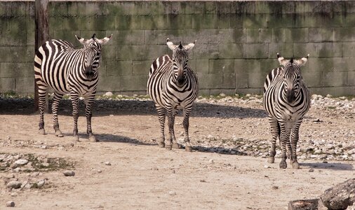 Striped triple zebra