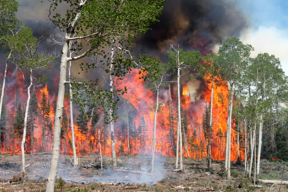 Prescribed burn at Manning Creek