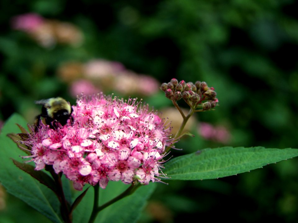 little bee working