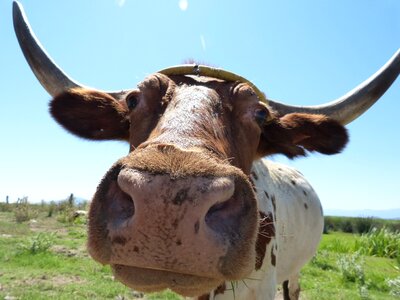 Cow ox horns photo