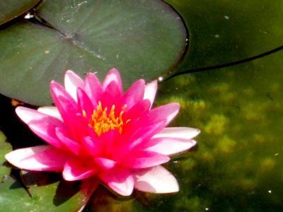 Blumen
