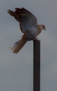 Dove on a pipe