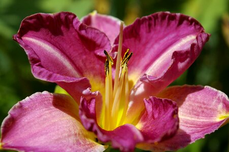 Plant blossom bloom photo