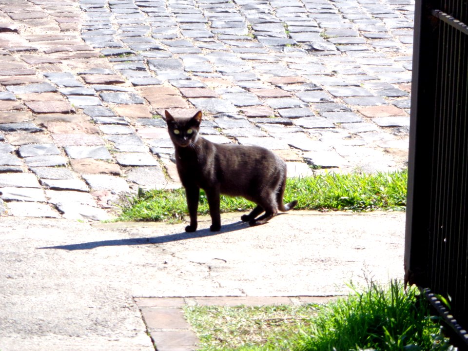 Gato Desconfiado