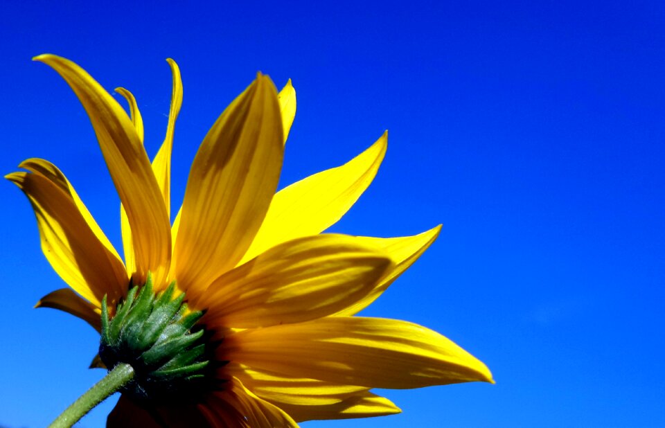 Summer blue sky yellow flower