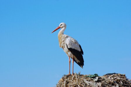 Stork nest animals