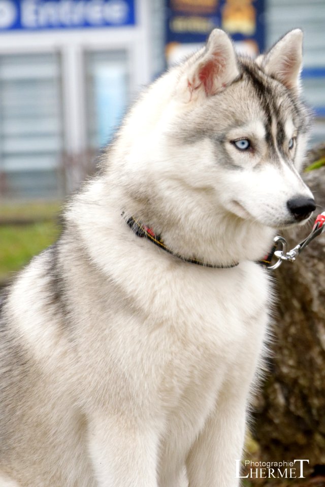 20170108-N25 Husky 0207