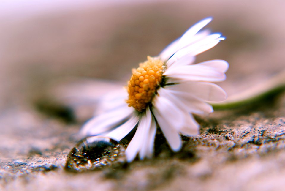 Petite fleur.....