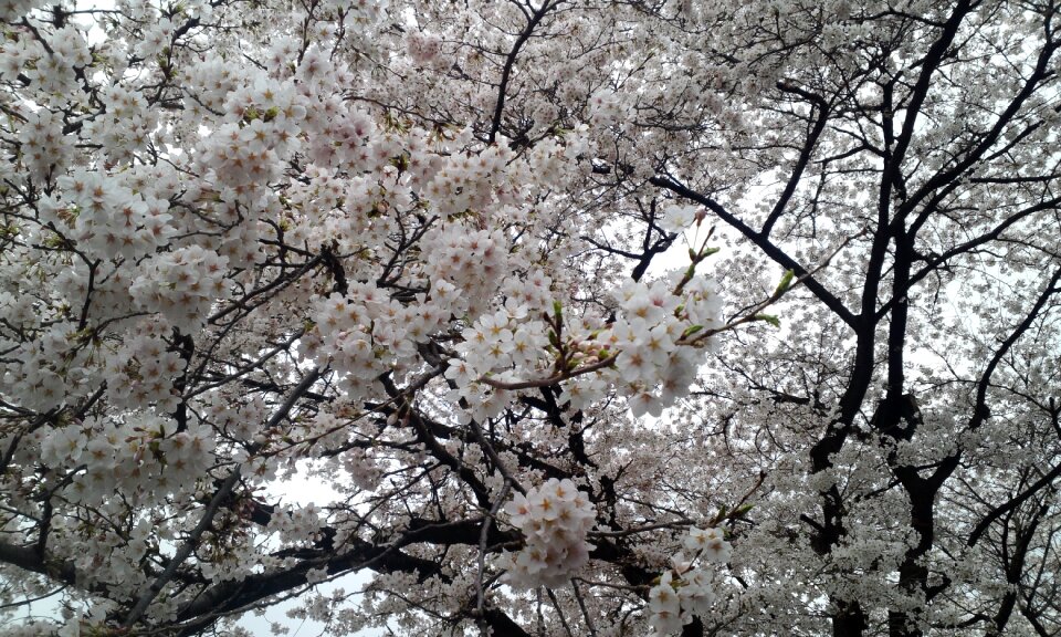 Racing hanami white flower
