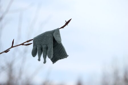 Forgotten snow twig