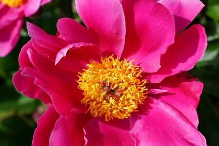 Bloom flora nature