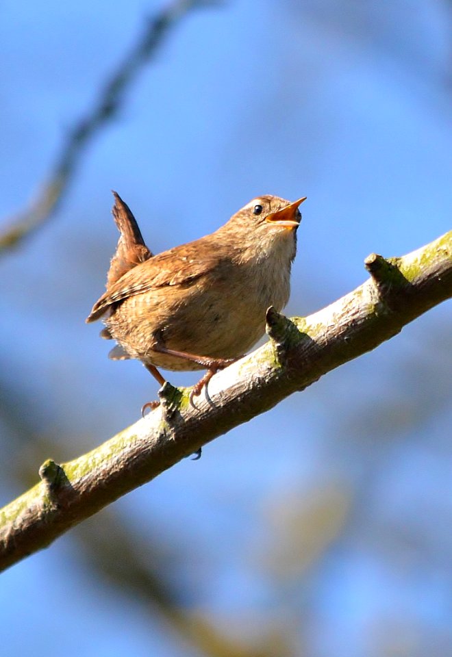 singing wren