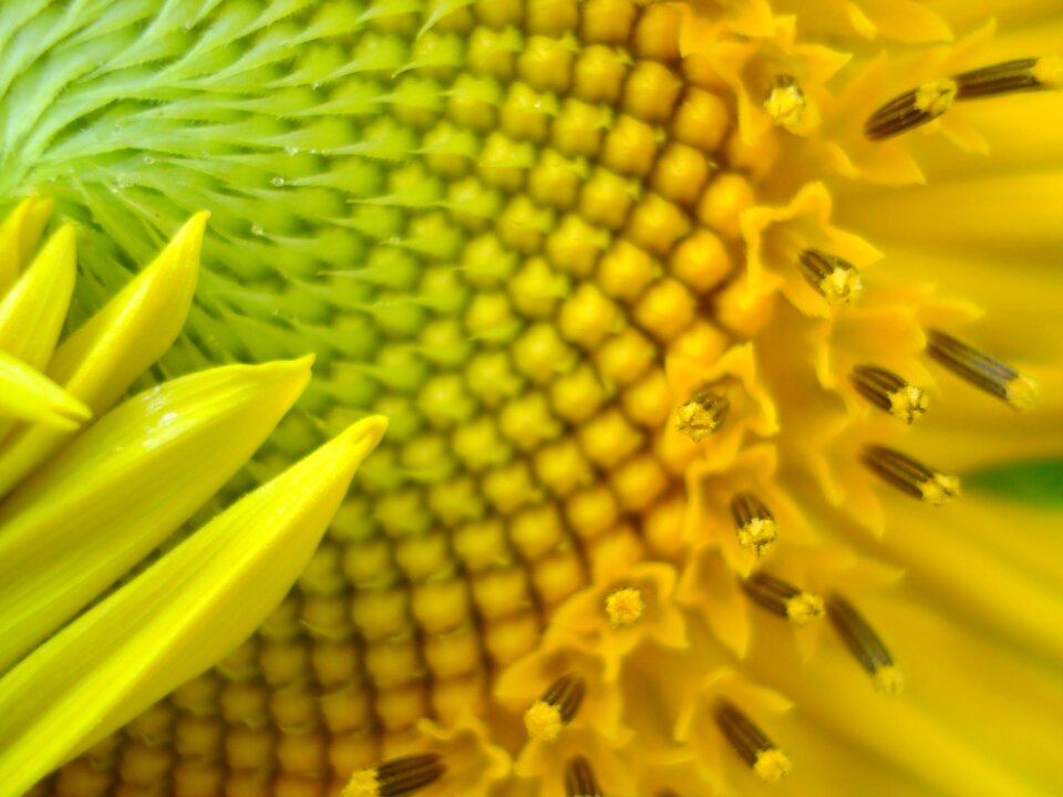 Floral blossom plant