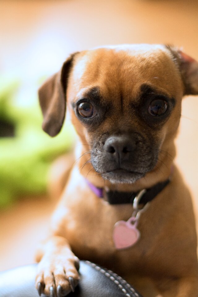 Worried concerned pug