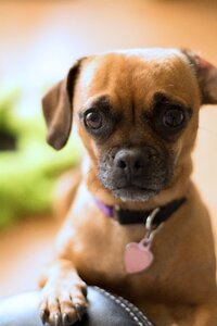 Worried concerned pug