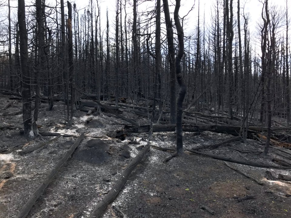 Prescribed burn at Manning Creek