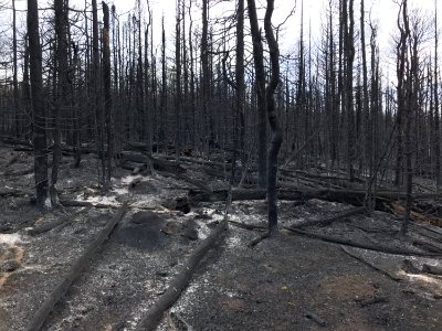 Prescribed burn at Manning Creek