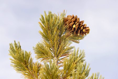 Pinus Flexilis cone at top of tree