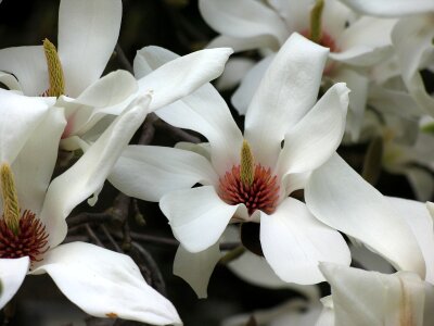 Magnolia flower wood photo