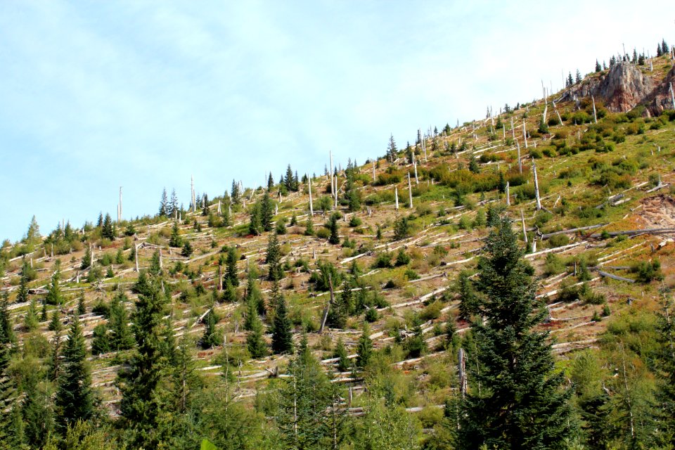 Blowdown Zone on Mount St. Helens National Volcanic Monument