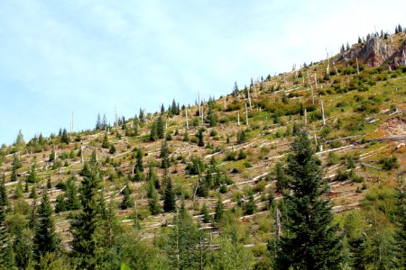 Blowdown Zone on Mount St. Helens National Volcanic Monument