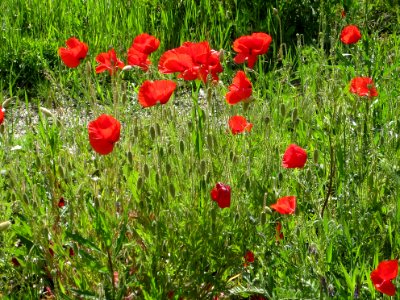 Blumen
