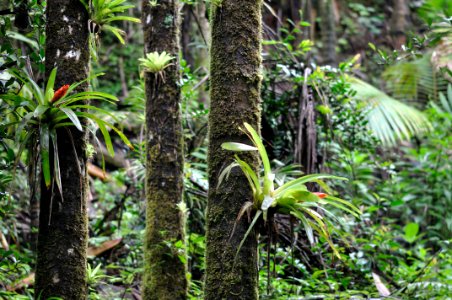 bromeliads on tree trunks Luquillo EF