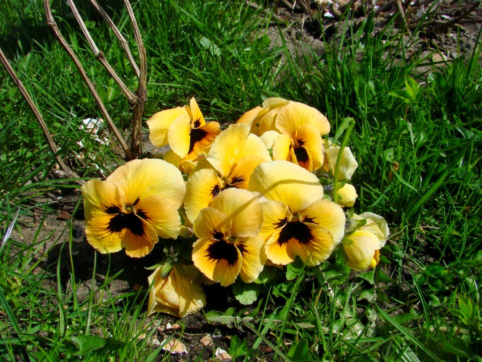 Viola wittrockiana pansies blooms