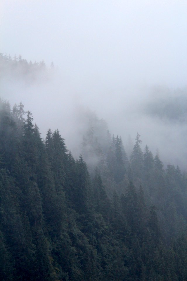 Trees in Fog photo