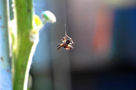Hanging Spider photo