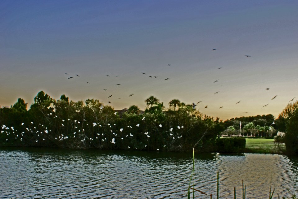 20201019 roosting