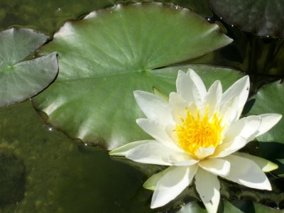 Blumen