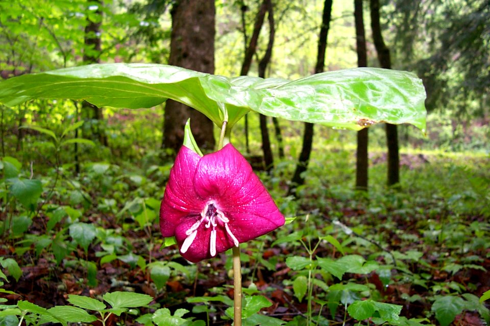 Trillium vaseyi