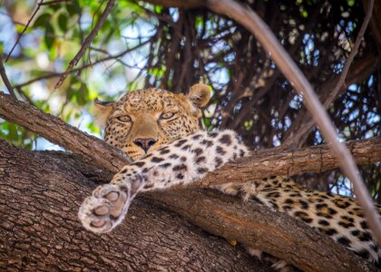 Resting botswana africa