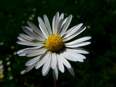 Blumen