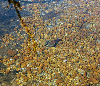 Crayfish in Pond at Mount St. Helens