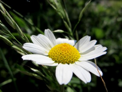Blumen
