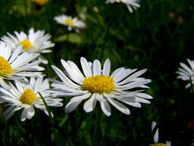 Blumen