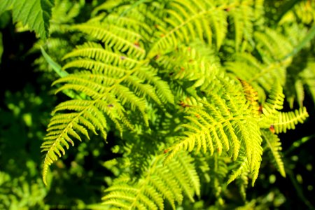 Ferns in Sun
