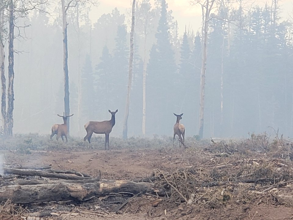 Prescribed burn at Manning Creek