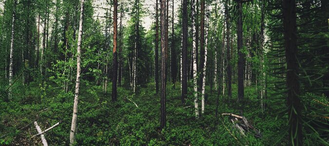 Forest wood vegetation