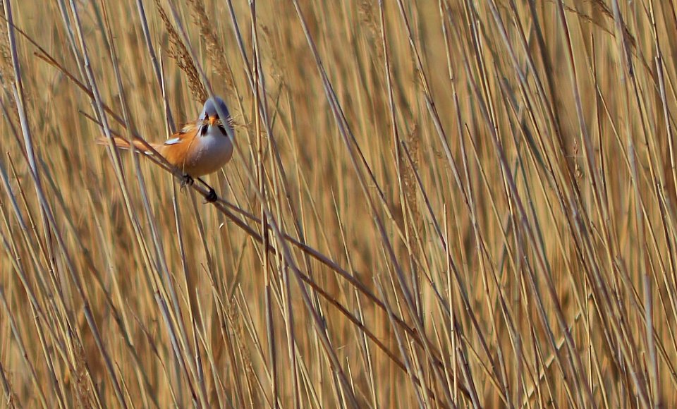bearded tit