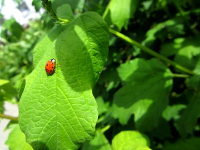 Insekten (Marienkäfer etc.)